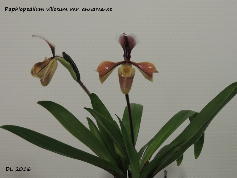 Paphiopedilum villosum var. annamense Paphio villosum-anamense2016-4